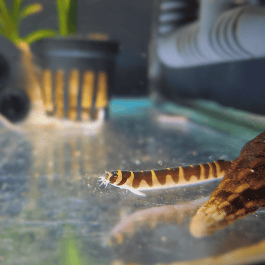 kuhli loach resting in aquarium next to snail