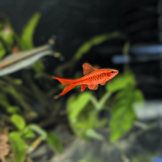 cherry barb long finned