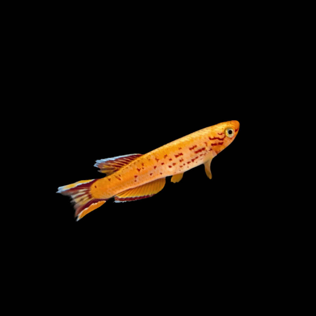 lyretail killifish