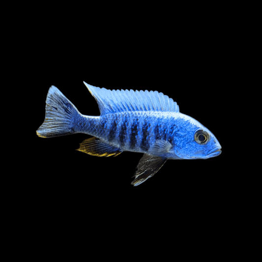 malawi cichlid blue