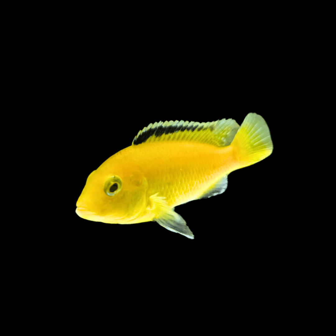 Lake Malawi Cichlid