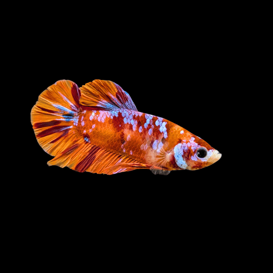 male koi betta fish