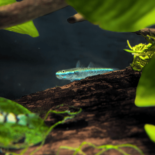 neon blue goby