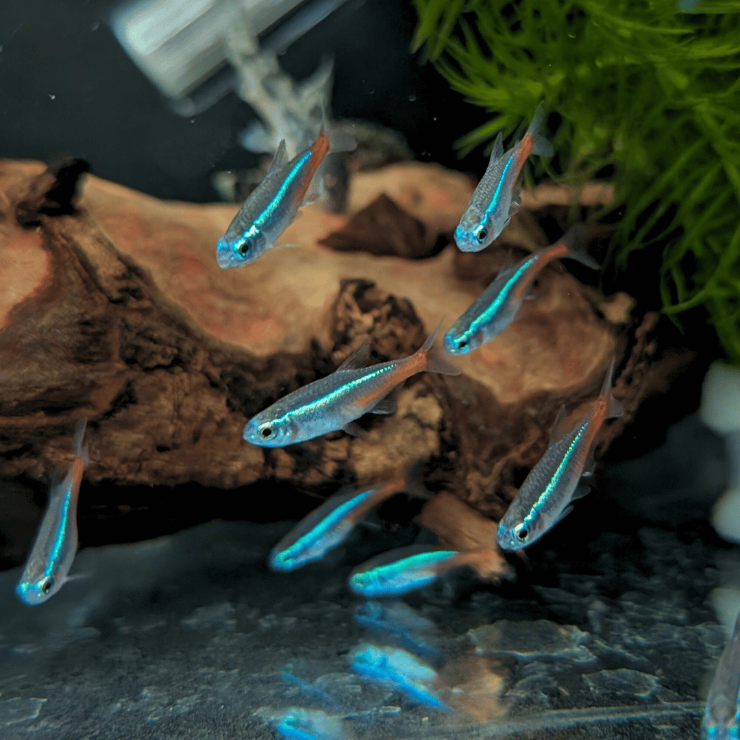 shoal of neon tetra fish with bogwood background