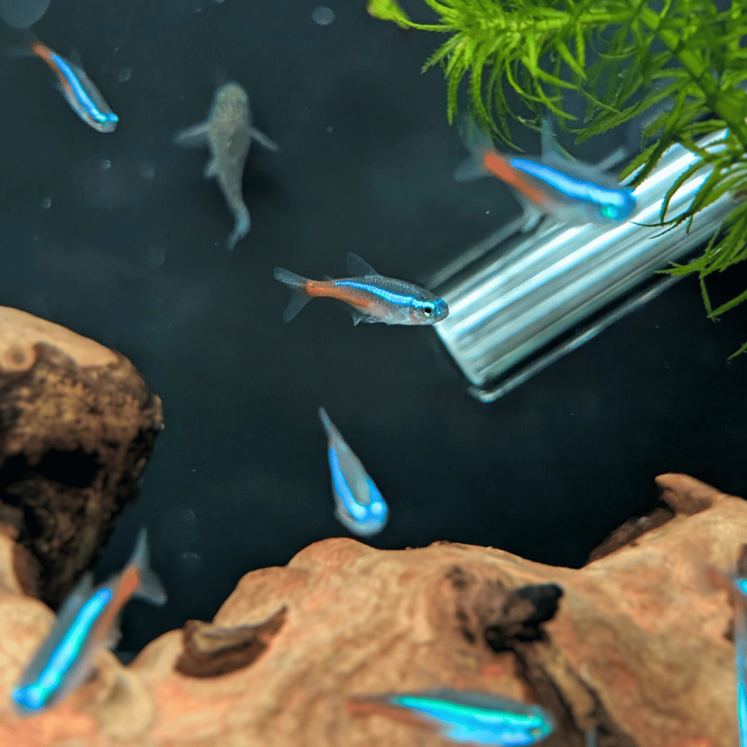 Neon Tetra