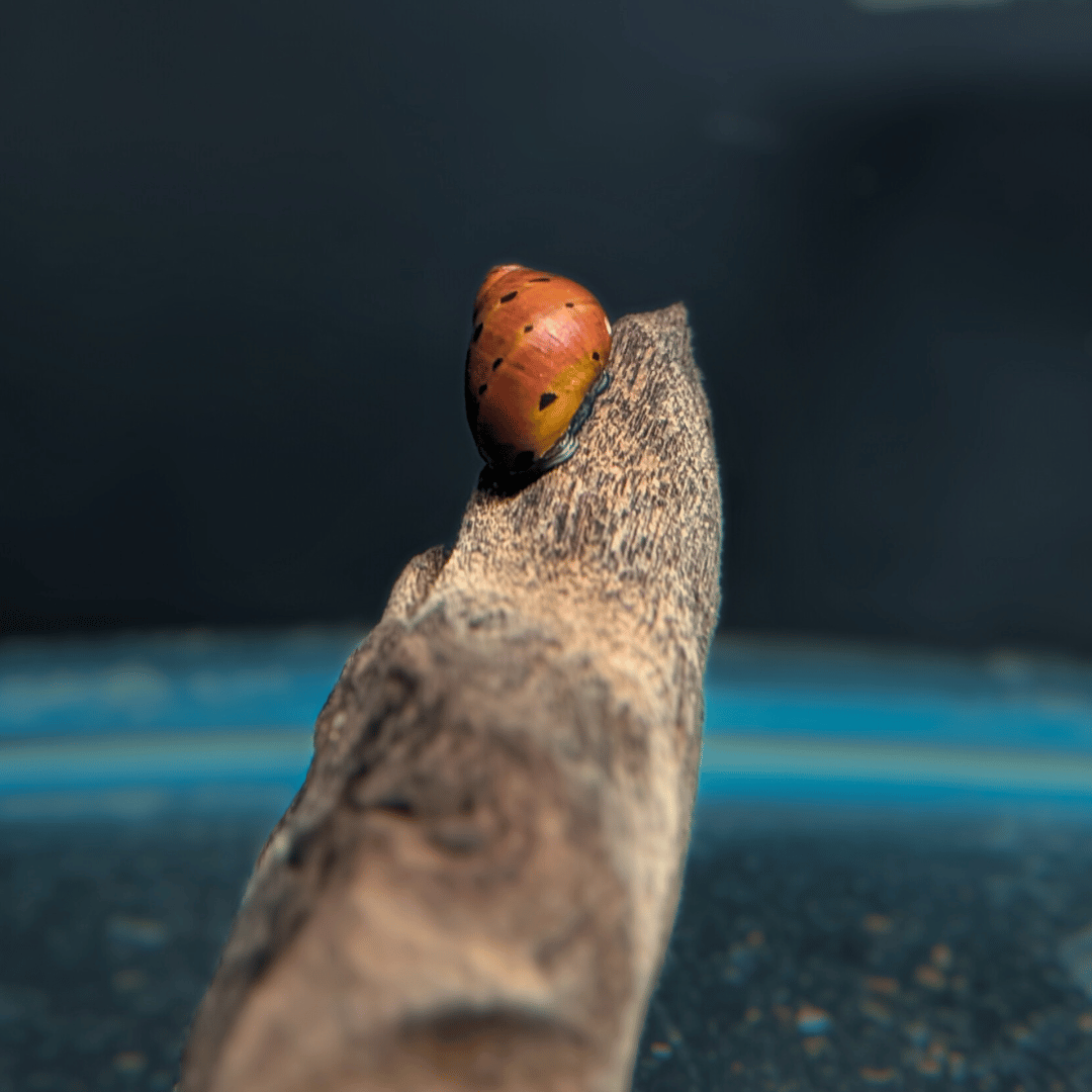 nerite snail