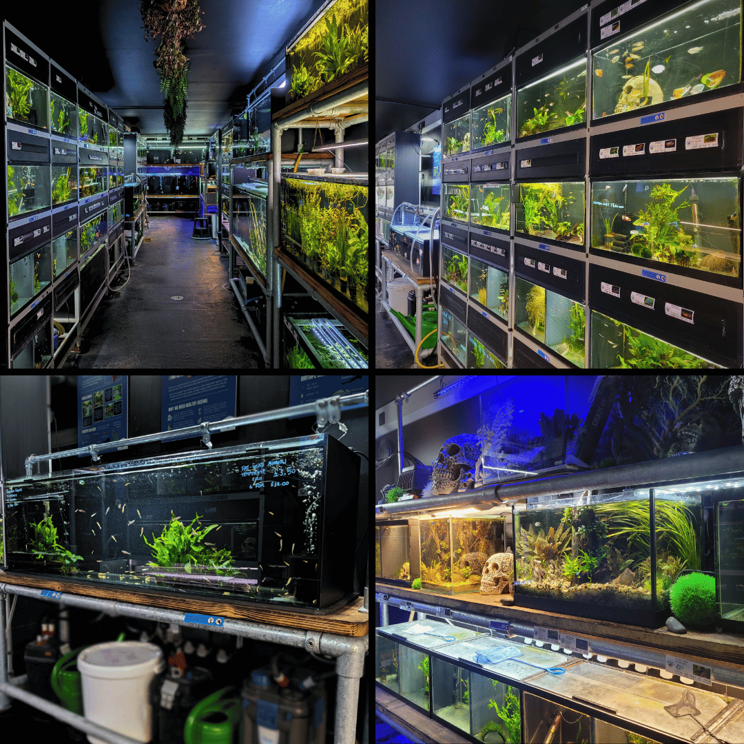 new tropical and goldfish room tanks