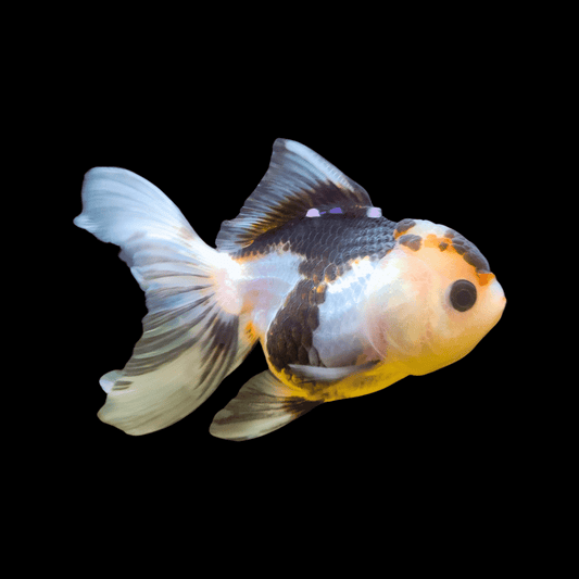 oranda panda goldfish