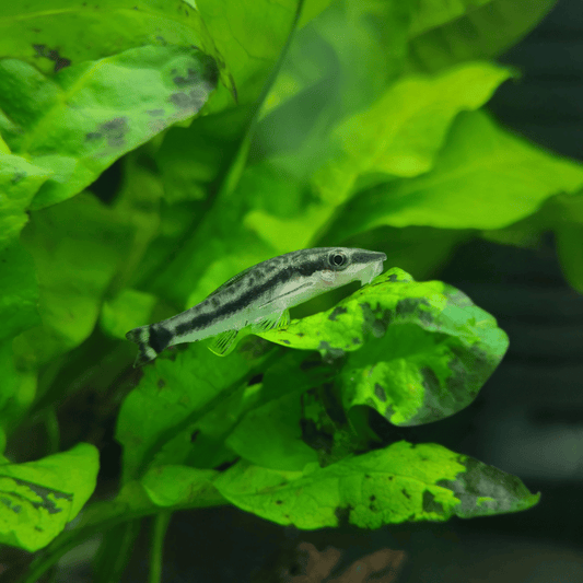 Otocinclus Catfish