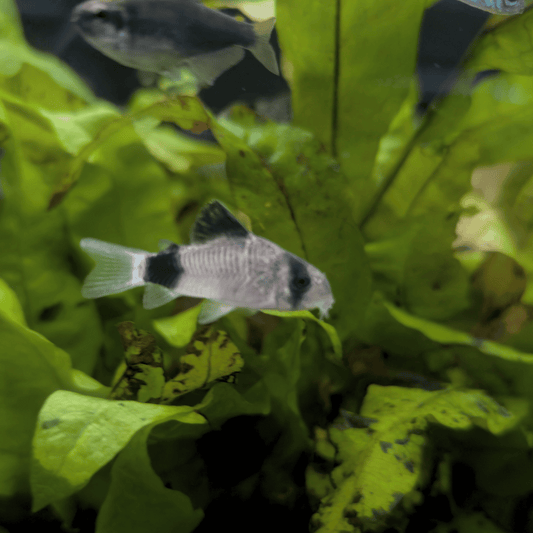 panda cory catfish