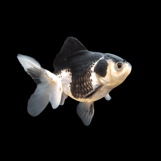 Panda Oranda Goldfish