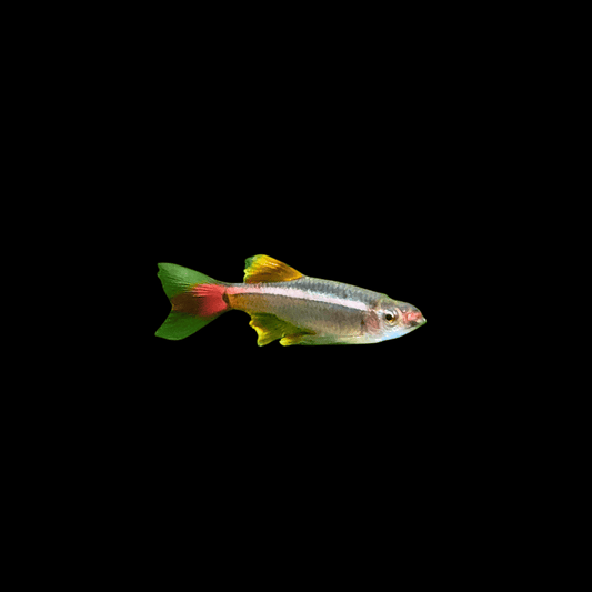 White Cloud Mountain Minnow