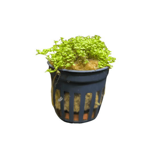 pearl weed aquarium plant