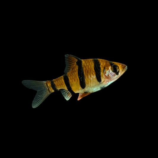 pentazona barb tropical fish