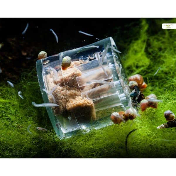 Gioia- Planaria Trap