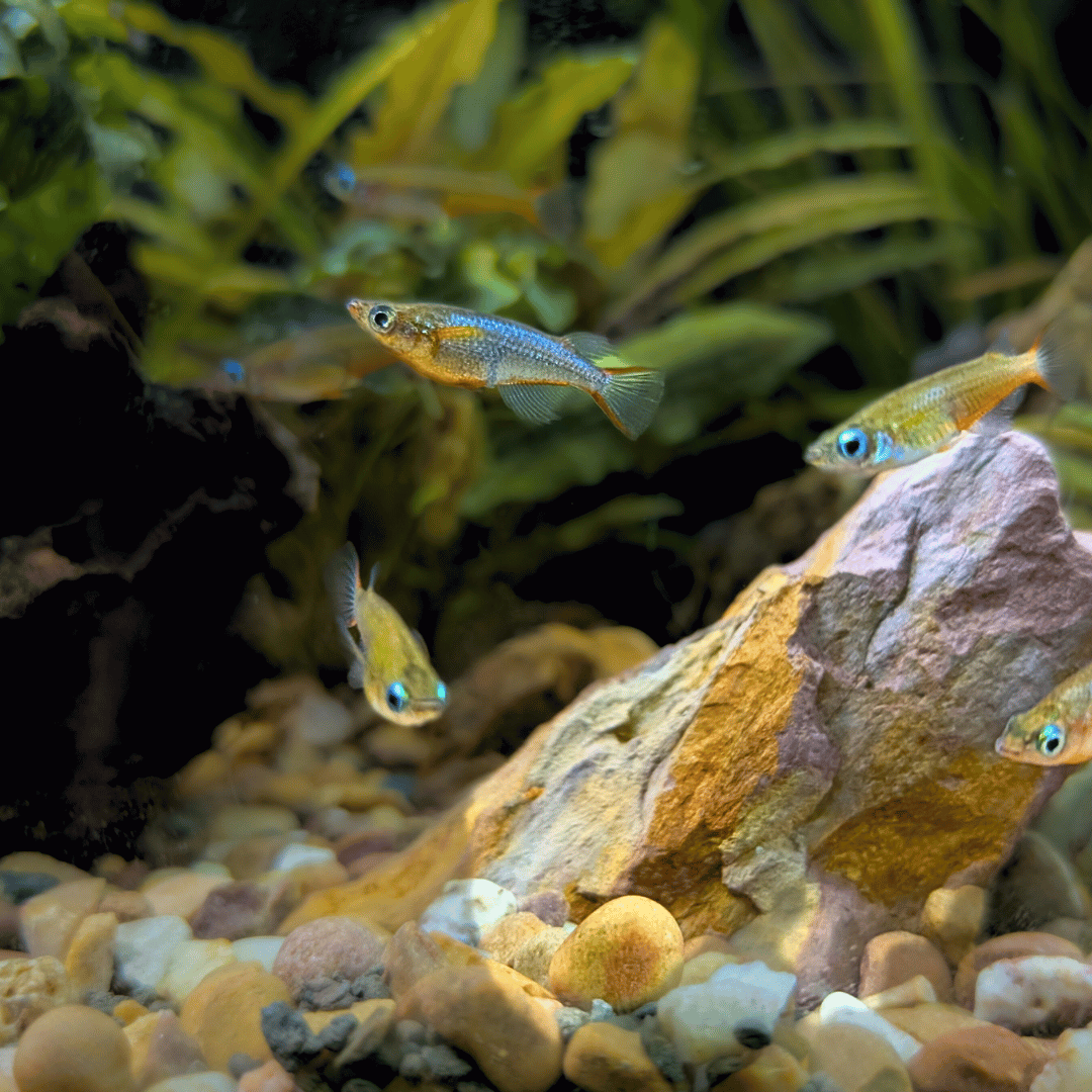 Ricsa Fish Rainbow Rice Fish – Pond Life Aquatics