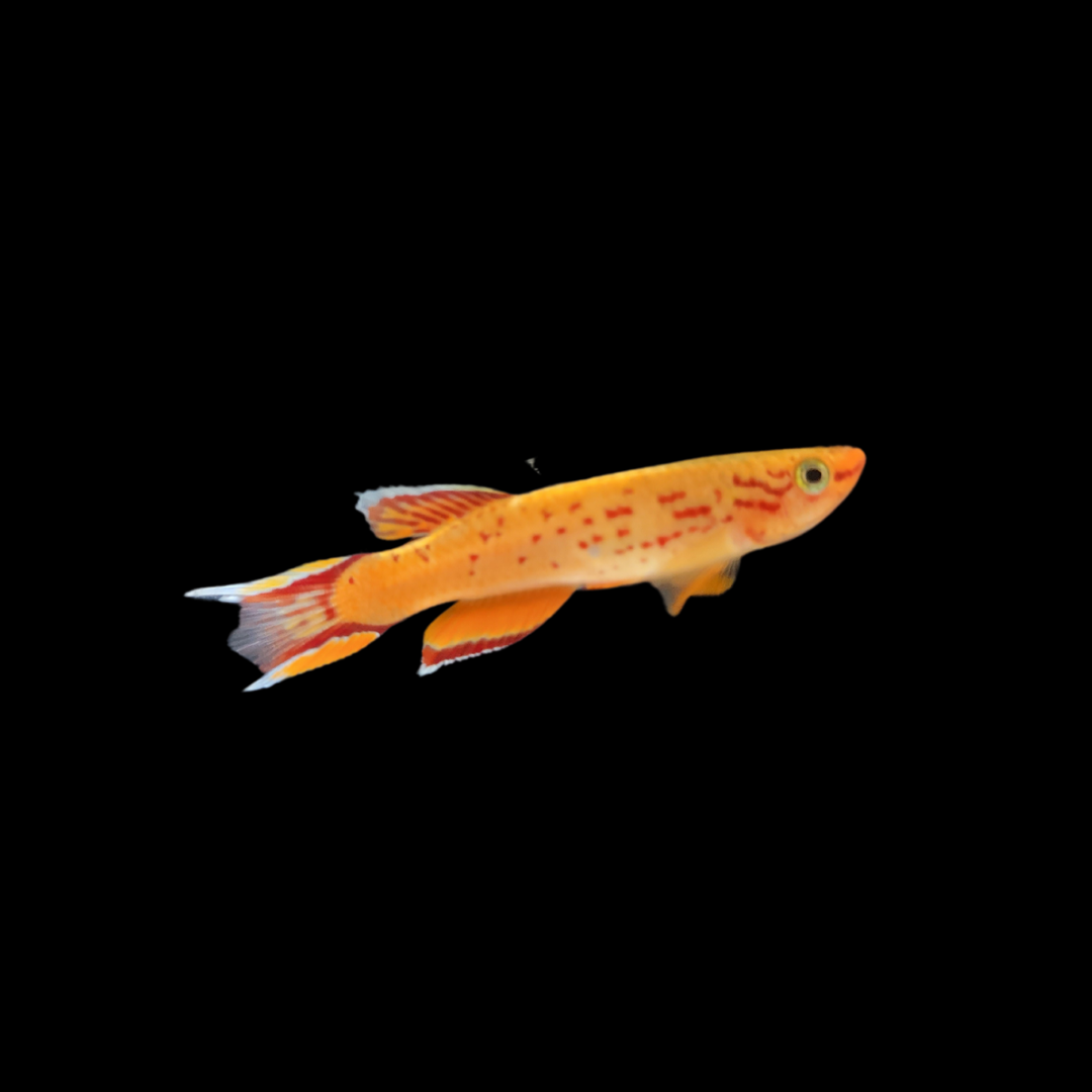 Aphyosemion Australe- Lyretail Killifish