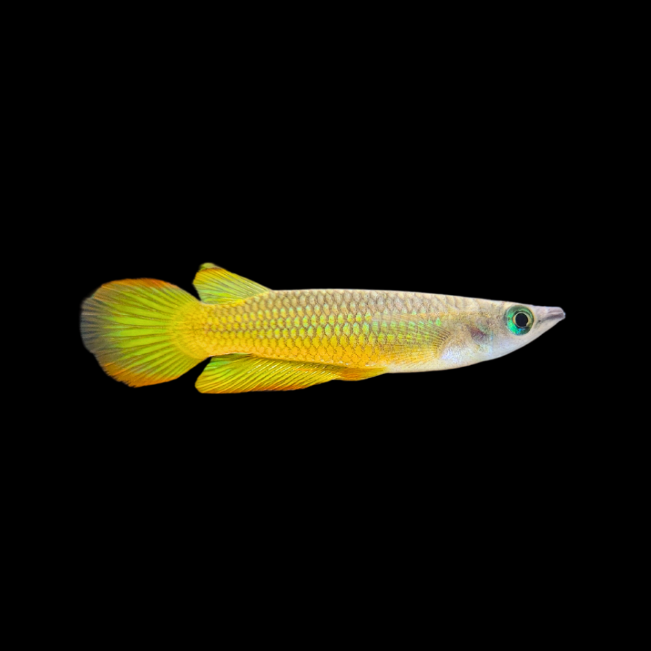 Golden Wonder Killifish/Panchax (Aplocheilus lineatus)