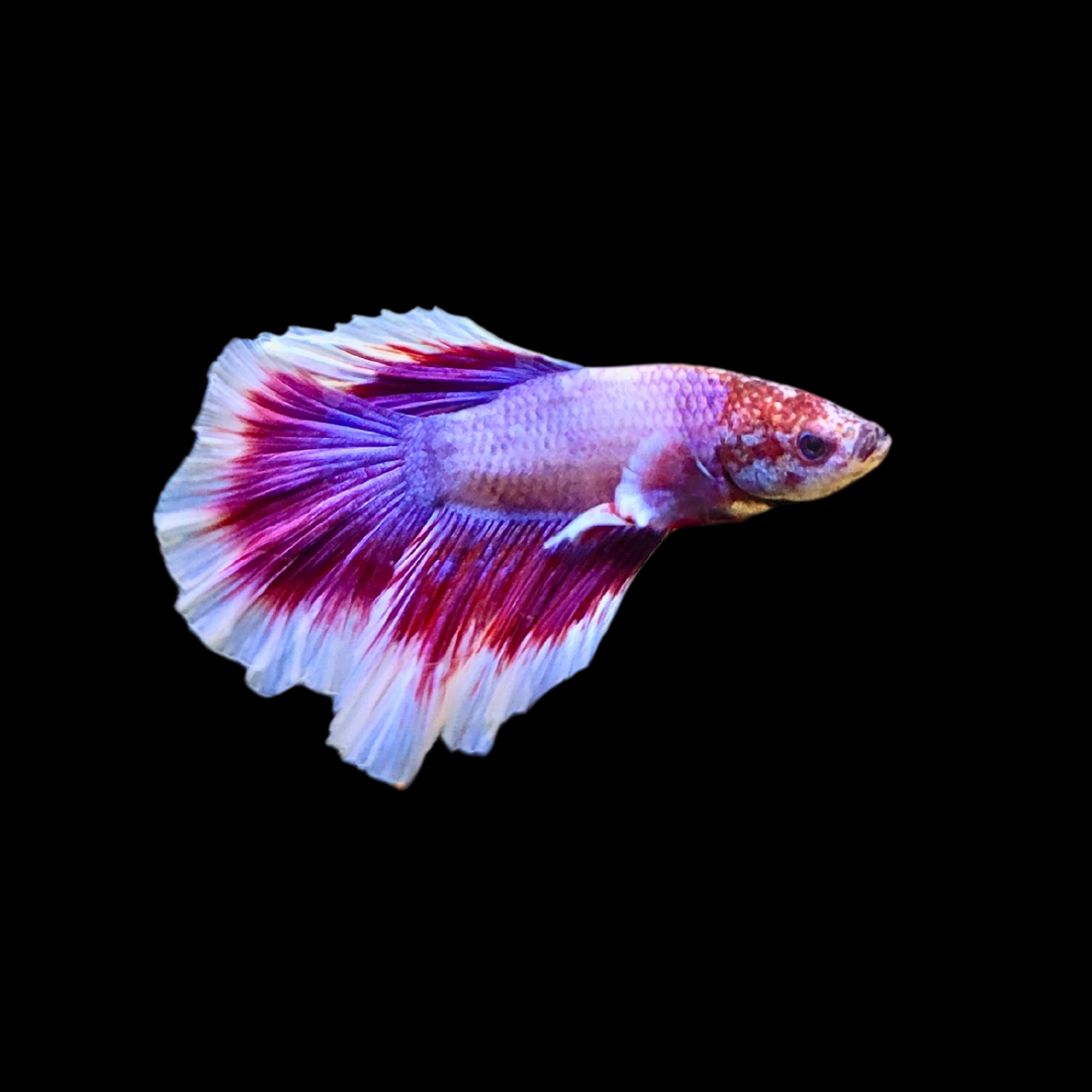 Betta splendens 'Siamese Fighting Fish'