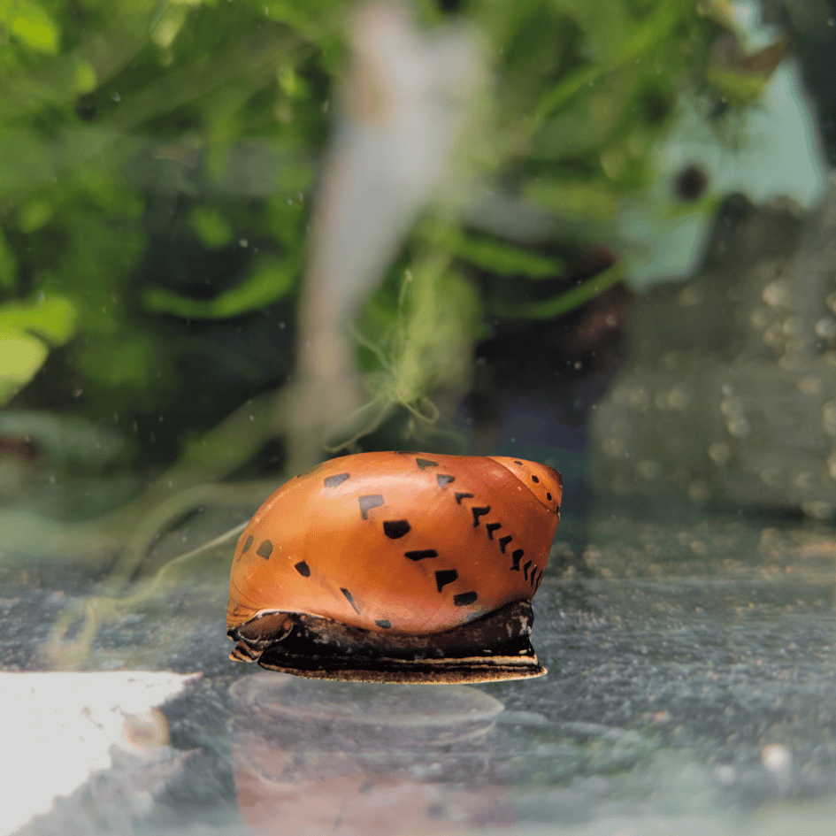 red nerite snail on aquarium floor