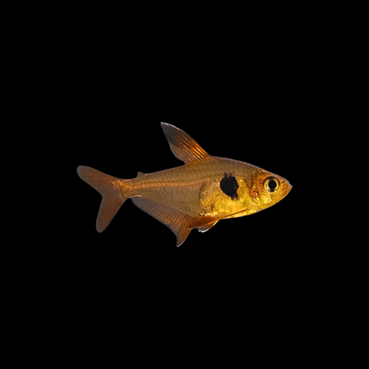 red phantom tetra