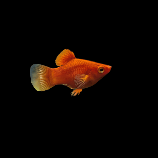 red platy