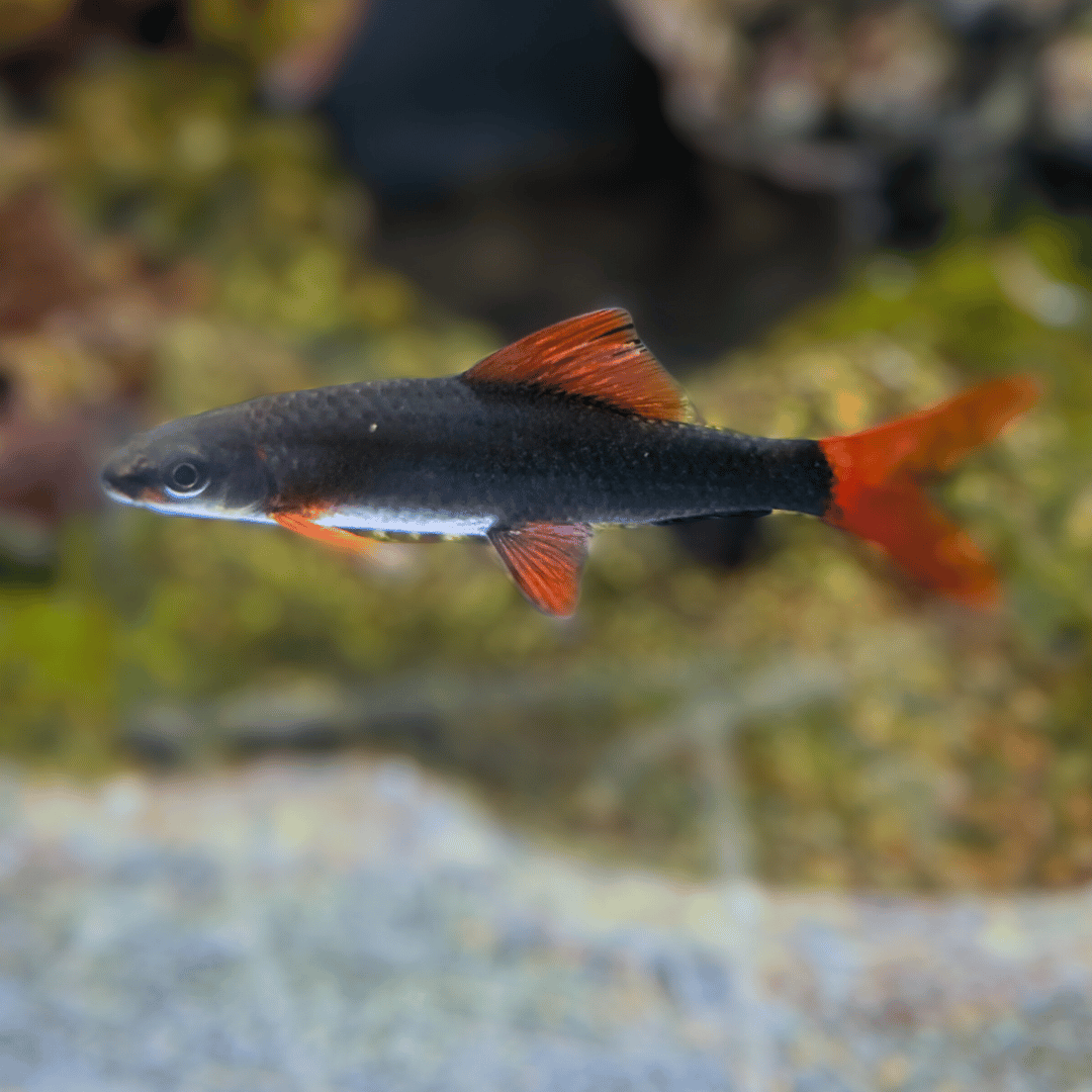 Red Fin Math Shape Red Fin Ruby Shark – Pond Life Aquatics