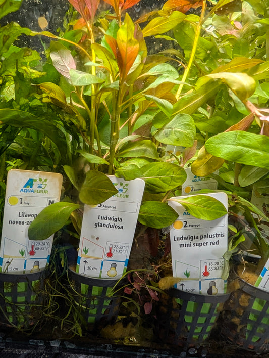 Ludwigia Glandulosa
