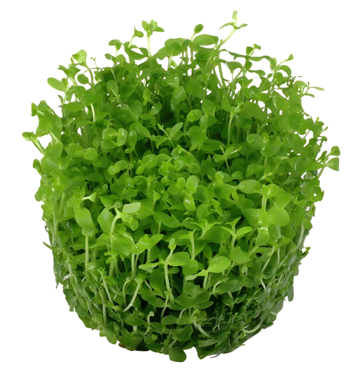 Aquafleur Micranthemum Monte Carlo Easy Grow