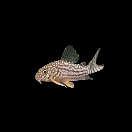 Sterbai Corydoras