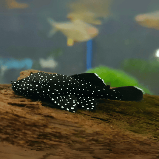 super starlight plec catfish tropical 