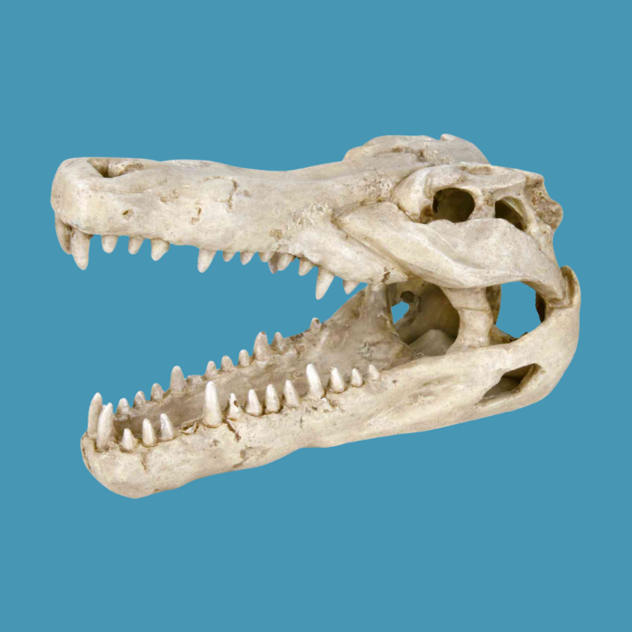 trixie crocodile skull ornament