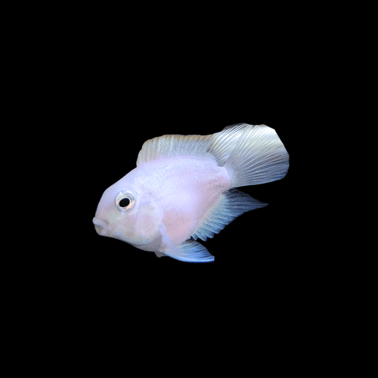 white parrot cichlid