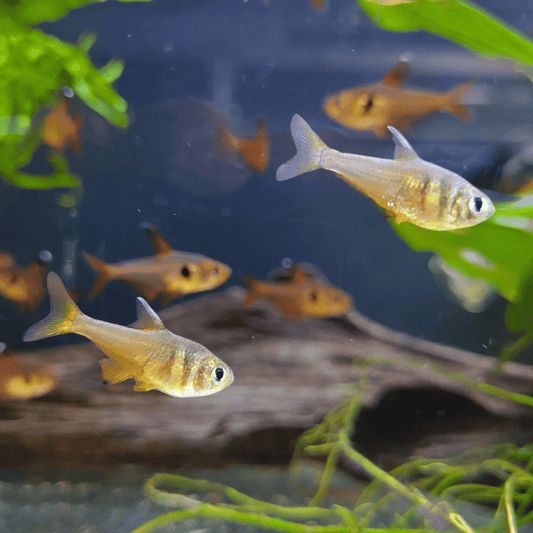 Lemon Tetra