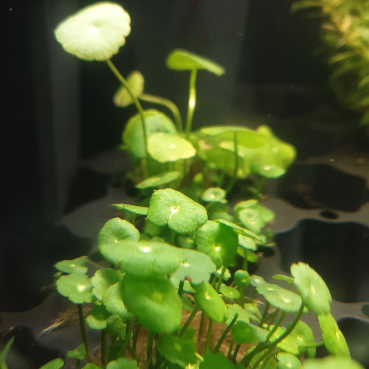 Hydrocotyle vulgaris- Potted