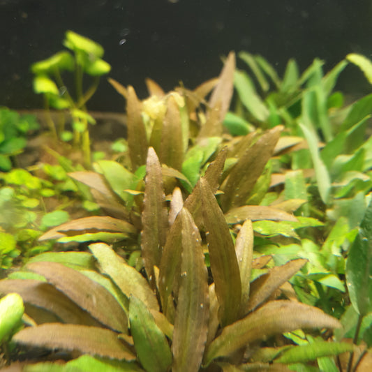 Cryptocoryne wendtii - Brown