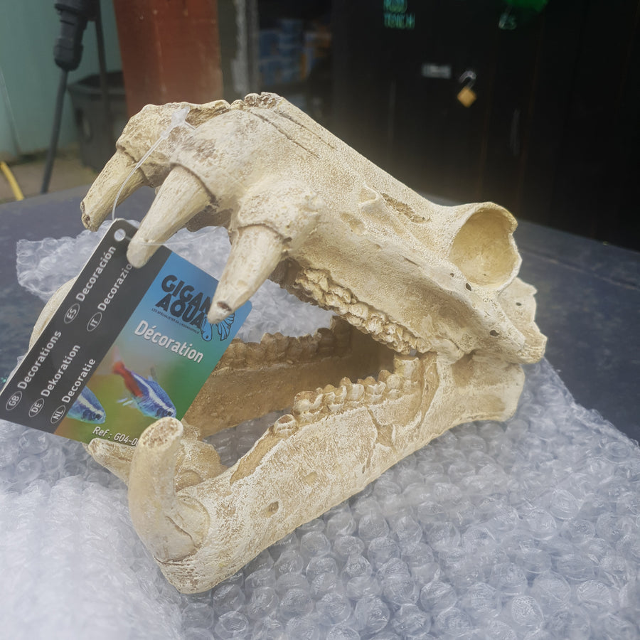 Gigan Aqua Saber Tooth Tiger Skull 20x11x13cm