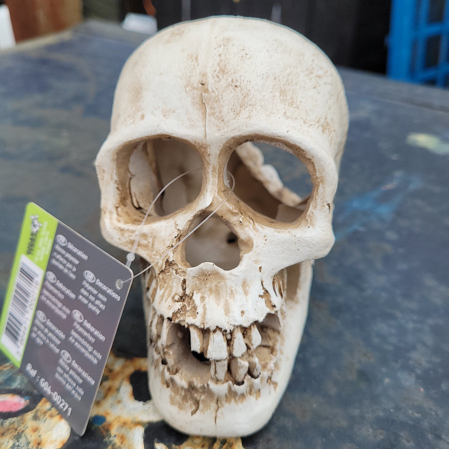 Gigan Aqua Human Skull 16x12x8cm