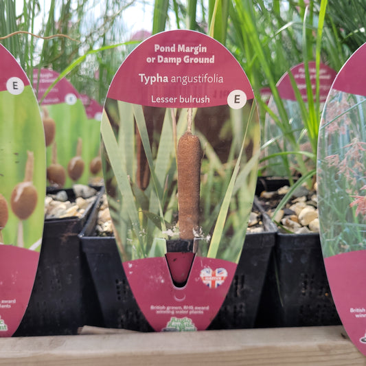 Typha Angustifolia Lesser Bullrush