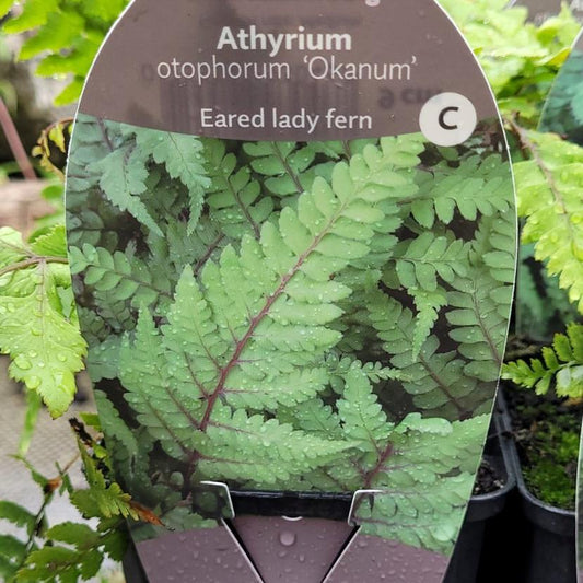 Athyrium Otoph Okanum- Eared Lady Fern