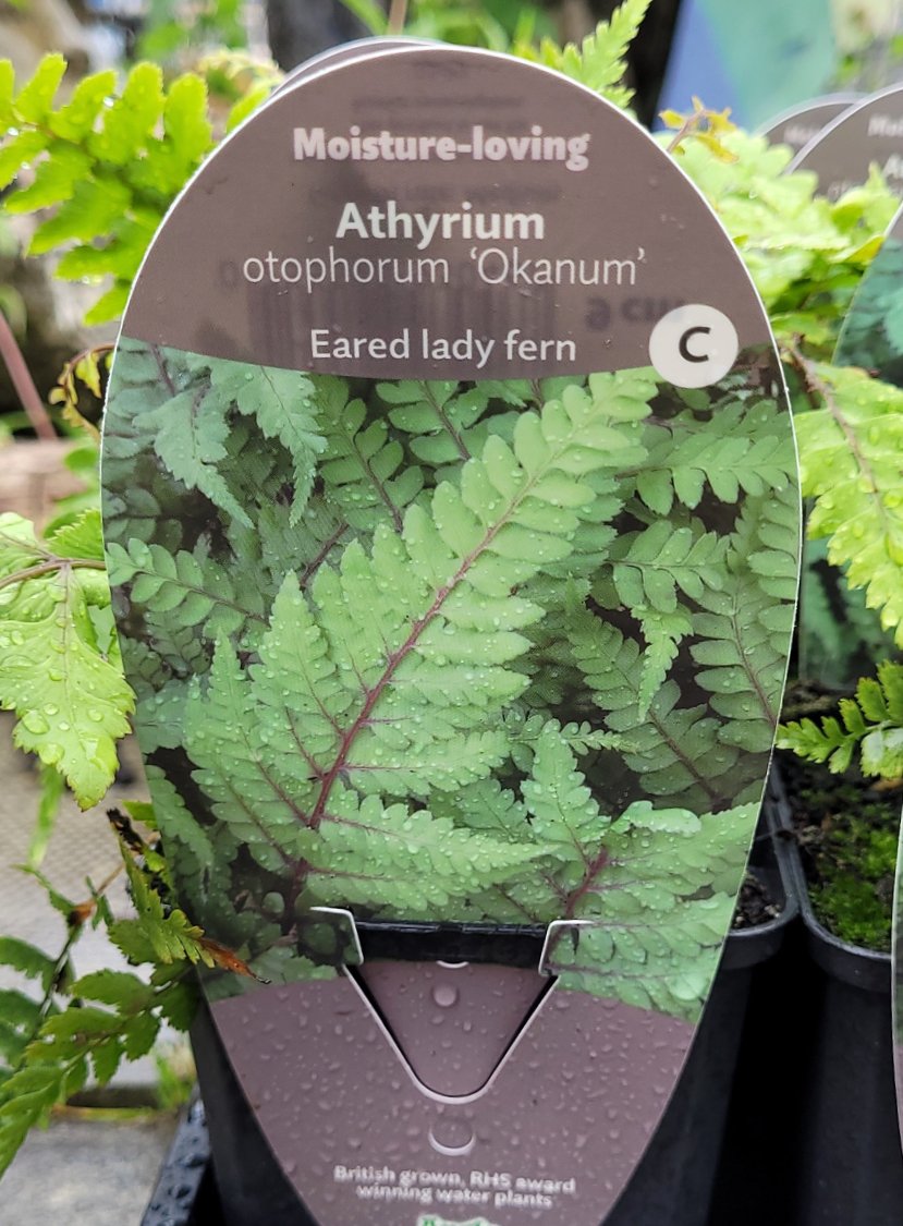 Athyrium Otoph Okanum- Eared Lady Fern