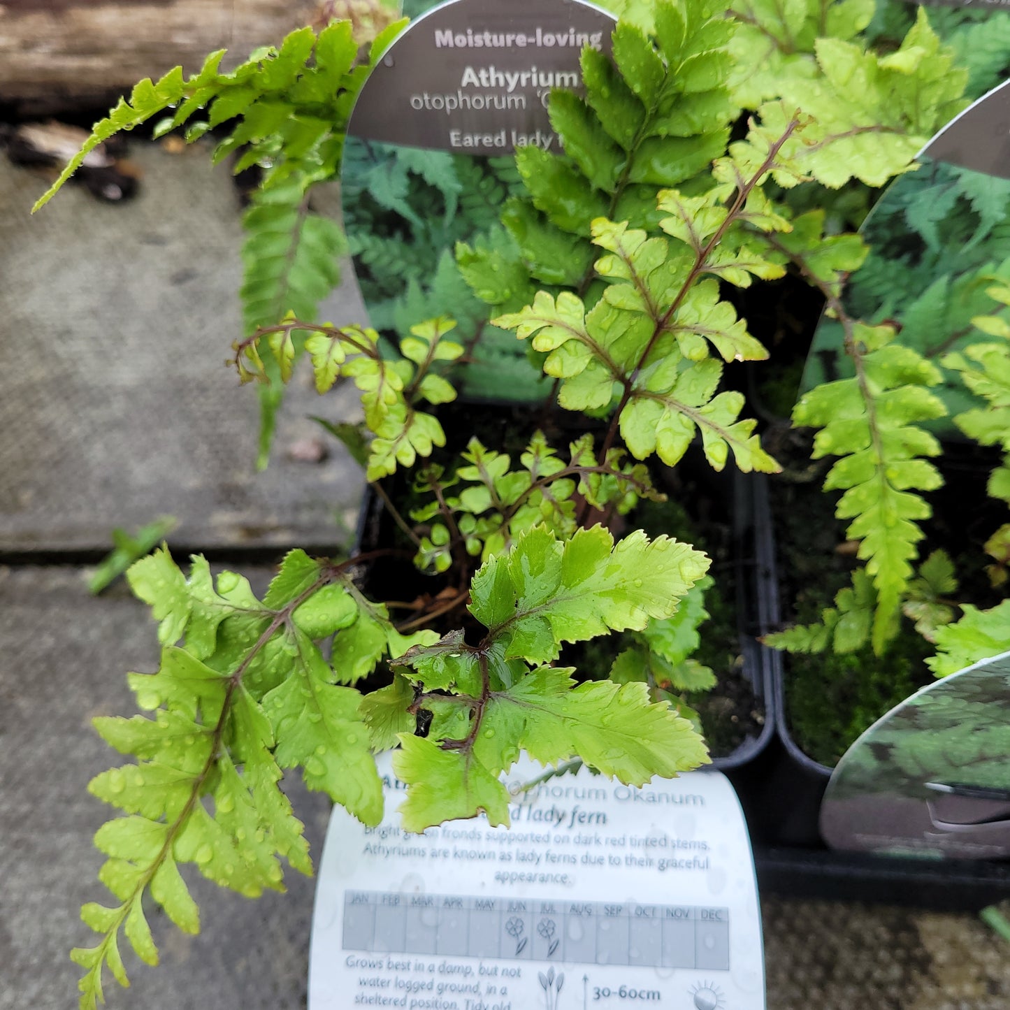 Athyrium Otoph Okanum- Eared Lady Fern