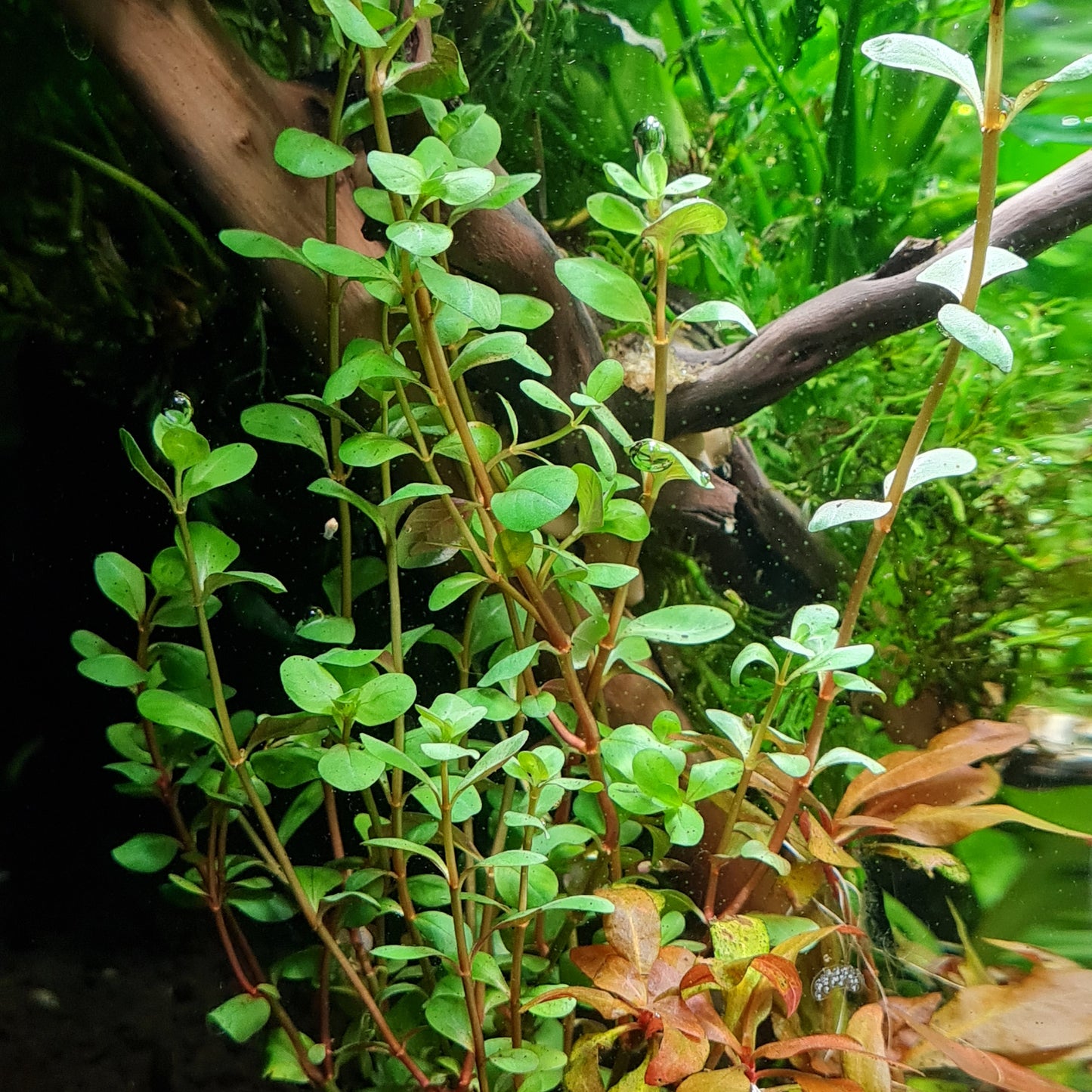 Rotala rotundifolia