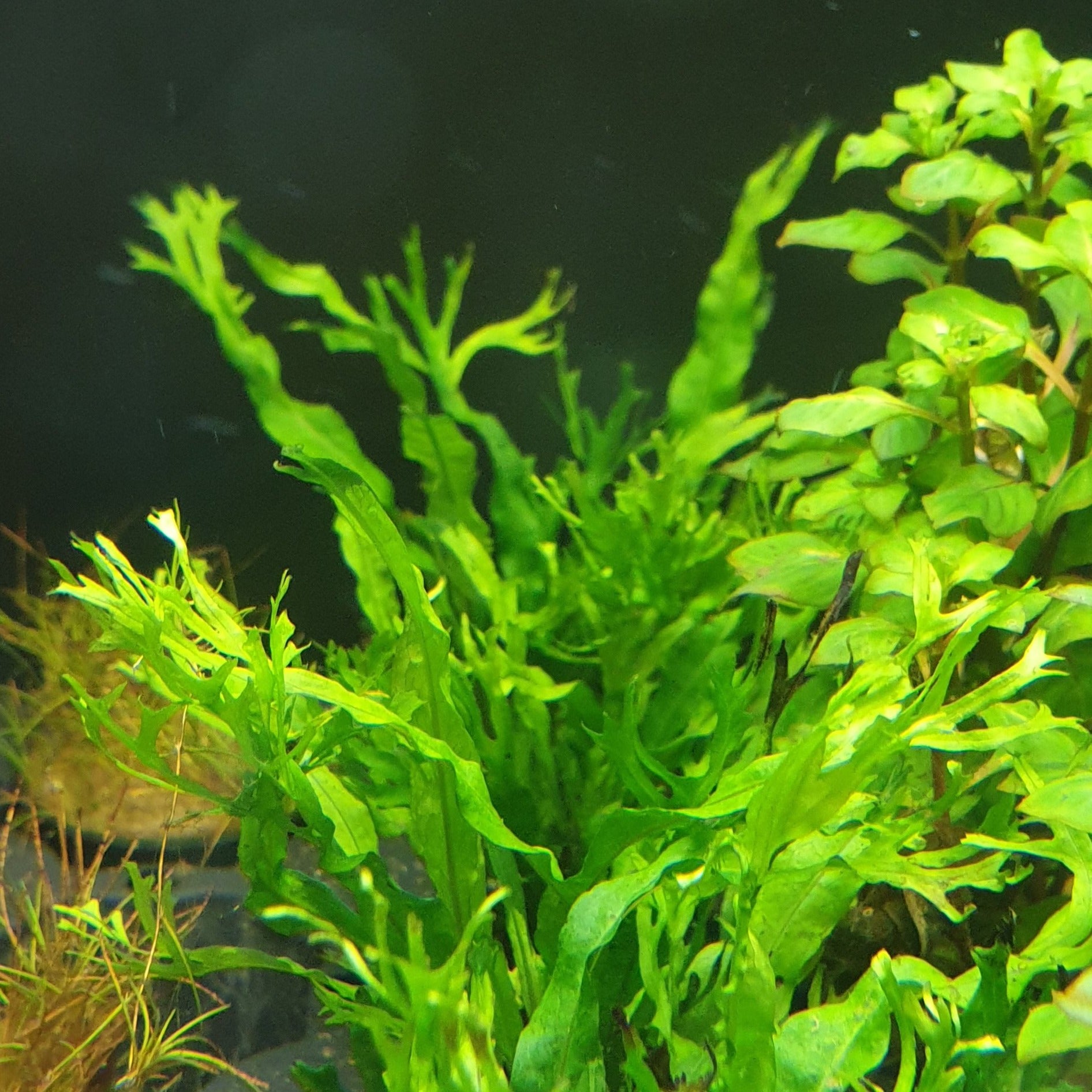 Microsorium pteropus 'Windelov' - Spiky Java Fern (Pot) – Pond Life ...