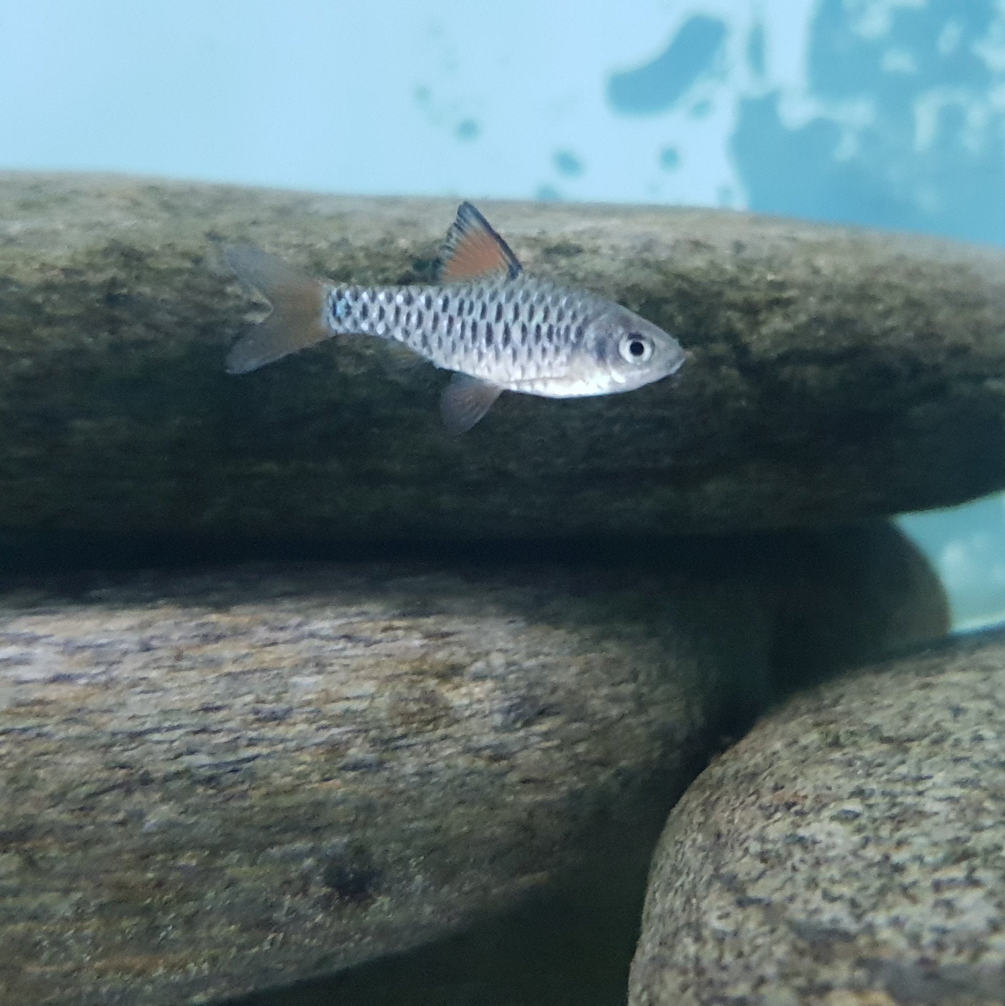 Checker Barb – Pond Life Aquatics