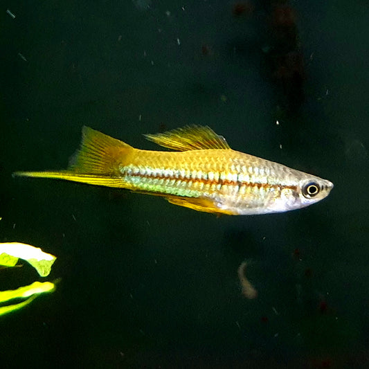 Neon Swordtail