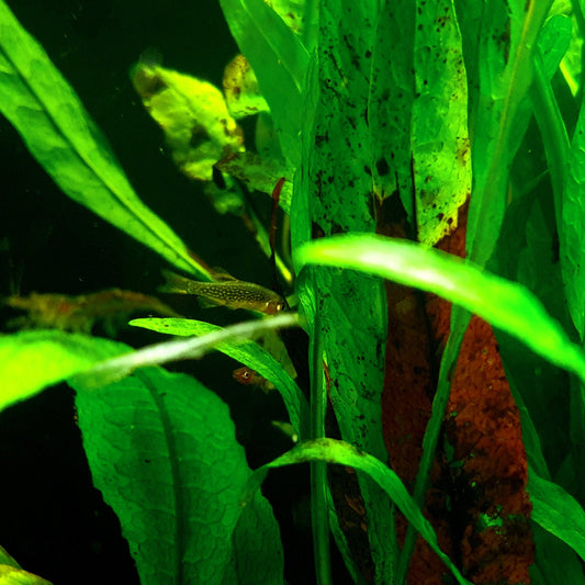 Galaxy Rasbora