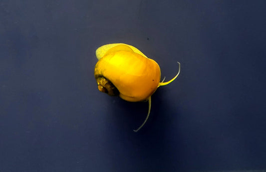 Gold Apple Snail