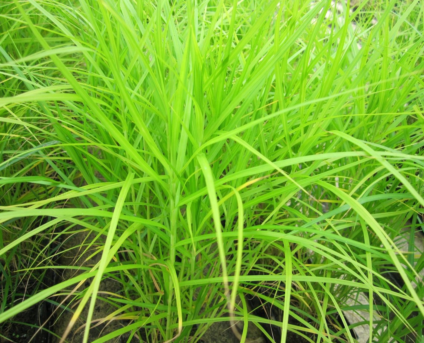 Musk Sedge (Carex Muskingumensis)