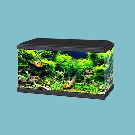 Ciano Aqua 60 LED Aquarium